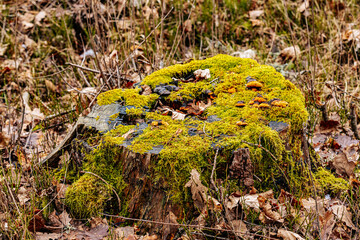 A large tree stump covered in green moss sits in a forest clearing, surrounded by fallen leaves and sawdust. The rough, broken surface reveals fresh cuts and jagged wood fibers.