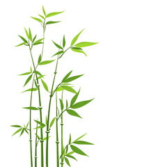 Bamboo stalks with green leaves on a white background with copy space
