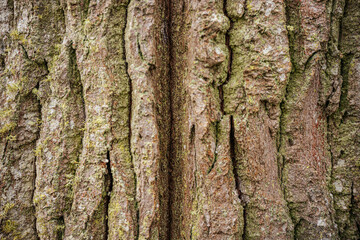 Obraz premium Close-up of tree bark with rough, textured patterns in shades of brown and gray. The detailed surface highlights the natural aging and ruggedness of the tree trunk.