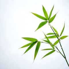 Obraz premium Bamboo leaves in fresh green color on a light background with copy space