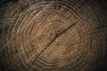 Close-up of a tree stump showing detailed growth rings and textured wood grain. The circular...