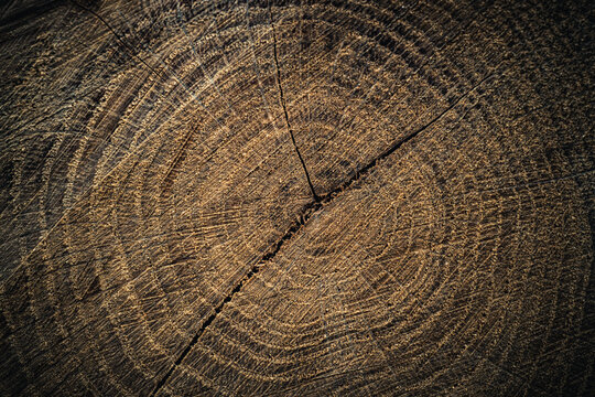 Game Tree Rings Texture Tree Ring Texture Images – Browse 168,521 Stock Photos, Vectors, and ...