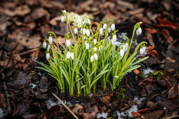 A cluster of delicate snowdrop flowers emerges from the dark soil, surrounded by melting snow and fallen leaves, symbolizing the arrival of spring in a woodland setting.