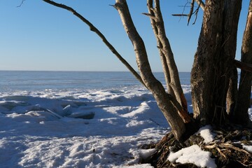 Winter landscape, big tree with branching trunks and exposed roots on frozen water surface background. Sunny day on the coastline of Baltic sea, Gulf of Finland. Walks and activities in winter