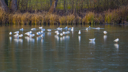 Numerous flock of gulls on frozen lake, reflections in ice 