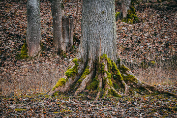 Close-up of a tree trunk with exposed roots covered in green moss. The forest floor is layered with fallen leaves, creating an earthy and natural atmosphere.