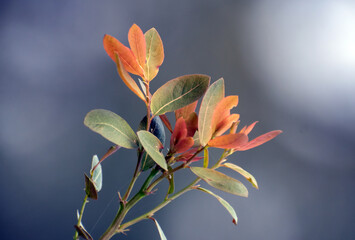 Colorful autumn leaves on a branch with vibrant red, orange, and yellow hues.