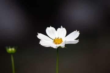 Cosmos caudatus Kunth cosmos flower with vibrant pink petals in a garden.