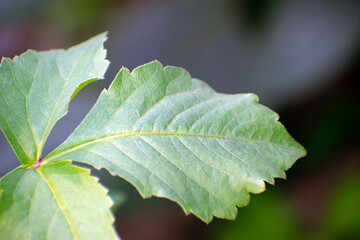 Dahlia pinnata dahlia leaves with lush green foliage in a garden.