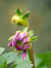 Dahlia pinnata dahlia flower with vibrant purple petals in a garden.