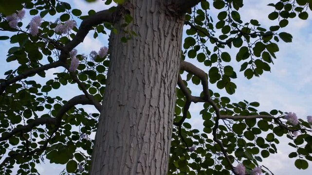 Low-angle video shot of a lush tree with broad leaves and purple flowers, set against a clear sky, capturing a serene, natural landscape.
