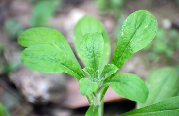 Gamochaeta pensylvanica Pennsylvania cudweed tree with green leaves in a garden.