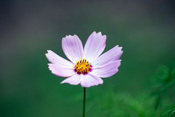 Obraz premium Light pink cosmos flower with a vibrant yellow center in a garden.