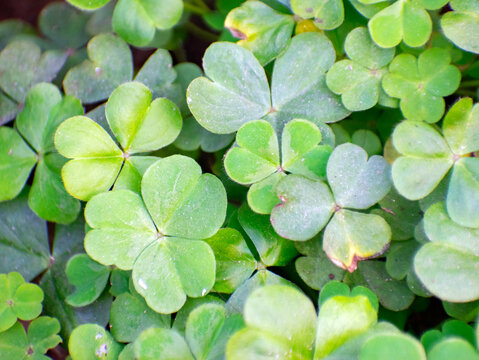 Oxalis oregana redwood sorrel leaves with lush green foliage in a garden.