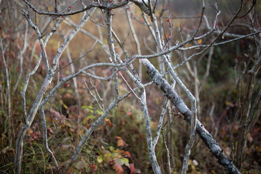 A close-up view of a tangle of thin, bare branches, some covered with patches of lichen, against a blurred background of muted autumnal colors and dry vegetation.