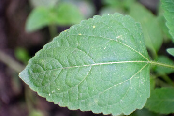 Tropical whiteweed leaf with lush green foliage in a garden.