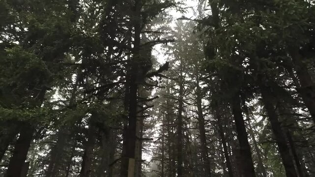 sun through trees