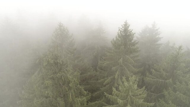 trees in the fog