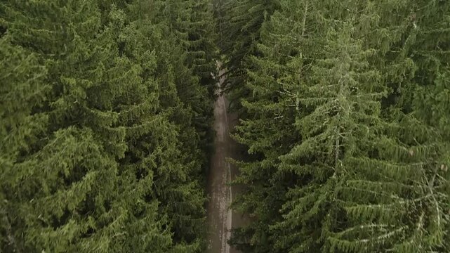 grass in the forest