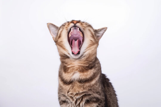 Yawning tabby cat with open mouth on white background