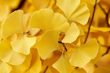 view of golden autumn leaves on tree branches, with sunlight streaming through the canopy. 