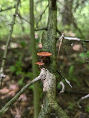 Small mushrooms on a branch of a deciduous tree in a summer forest