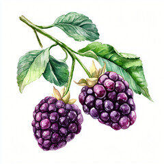 A watercolor boysenberry branch painting illustration isolated on a white background, a boysenberry illustration, AI painting