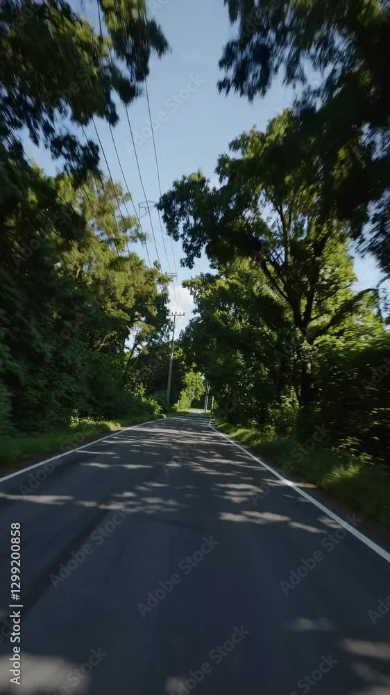 Poster a video captures a scenic road lined with tall trees from a low-angle perspective, creating a tunnel