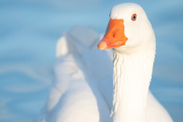 Domestic Goose © Daniel
