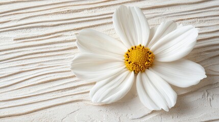 Obraz premium White cosmos flower on wood; nature background, card design