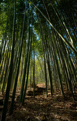Bamboo forest under bright sunlight