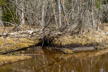 coniferous forest in early spring