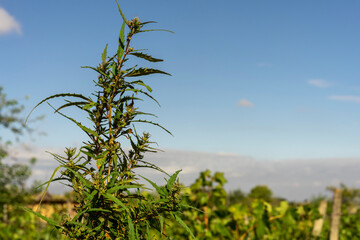 wild hemp, ruderalis, bush top