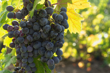 Ripe bunch of grapes on the vine