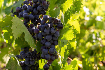 Ripe bunch of grapes on the vine