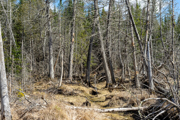 coniferous forest in early spring