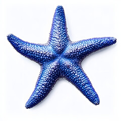 A blue starfish isolated on a transparent background