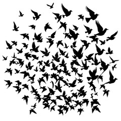 Flock of Birds: Black Silhouette Image isolated on transparent background
