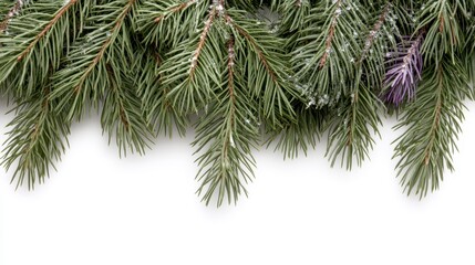 Snow Dusted Evergreen Branches on White Background
