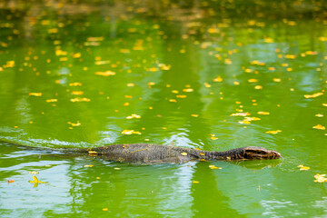 Monitor lizard swimming in green water with floating yellow leaves in Lumpini Park