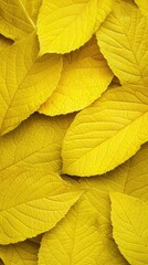 Obraz premium Golden autumn leaves texture background, nature backdrop