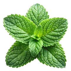 Fresh Mint Leaves: High-Res Image & Uses isolated on transparent background