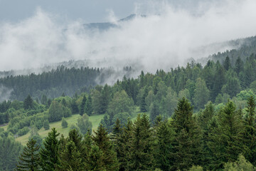 Misty clouds drift through dense forest clinging to mountainside, creating an ethereal scene where treetops emerge from the fog like islands in a white sea.