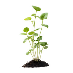 Lush green seedlings growing in soil isolated transparent background young plants sprout nature