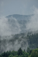 Misty clouds drift through dense forest clinging to mountainside, creating an ethereal scene where treetops emerge from the fog like islands in a white sea.