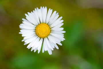 Perfectly bloomed common daisy on soft green backdrop