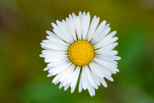 Close-up of a vibrant Bellis perennis in natural light