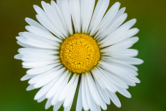 Close-up view of a vibrant white and yellow daisy flower