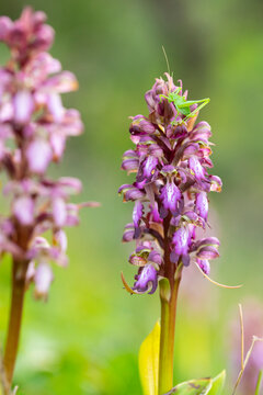 Himantoglossum robertianum orchid with resting grasshopper