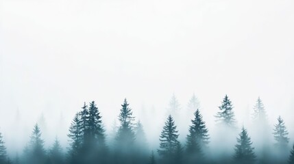 Fototapeta premium Morning sunlight streaming through a dense foggy forest with tall pines, atmospheric lighting,